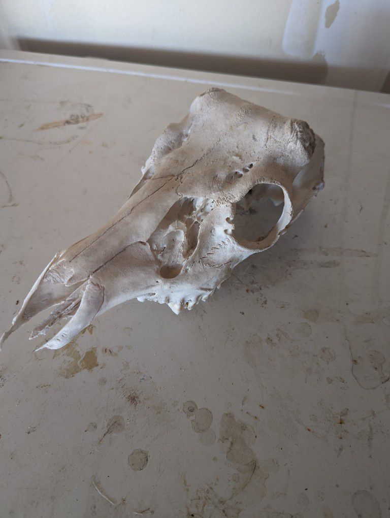 Old Buck Skull 