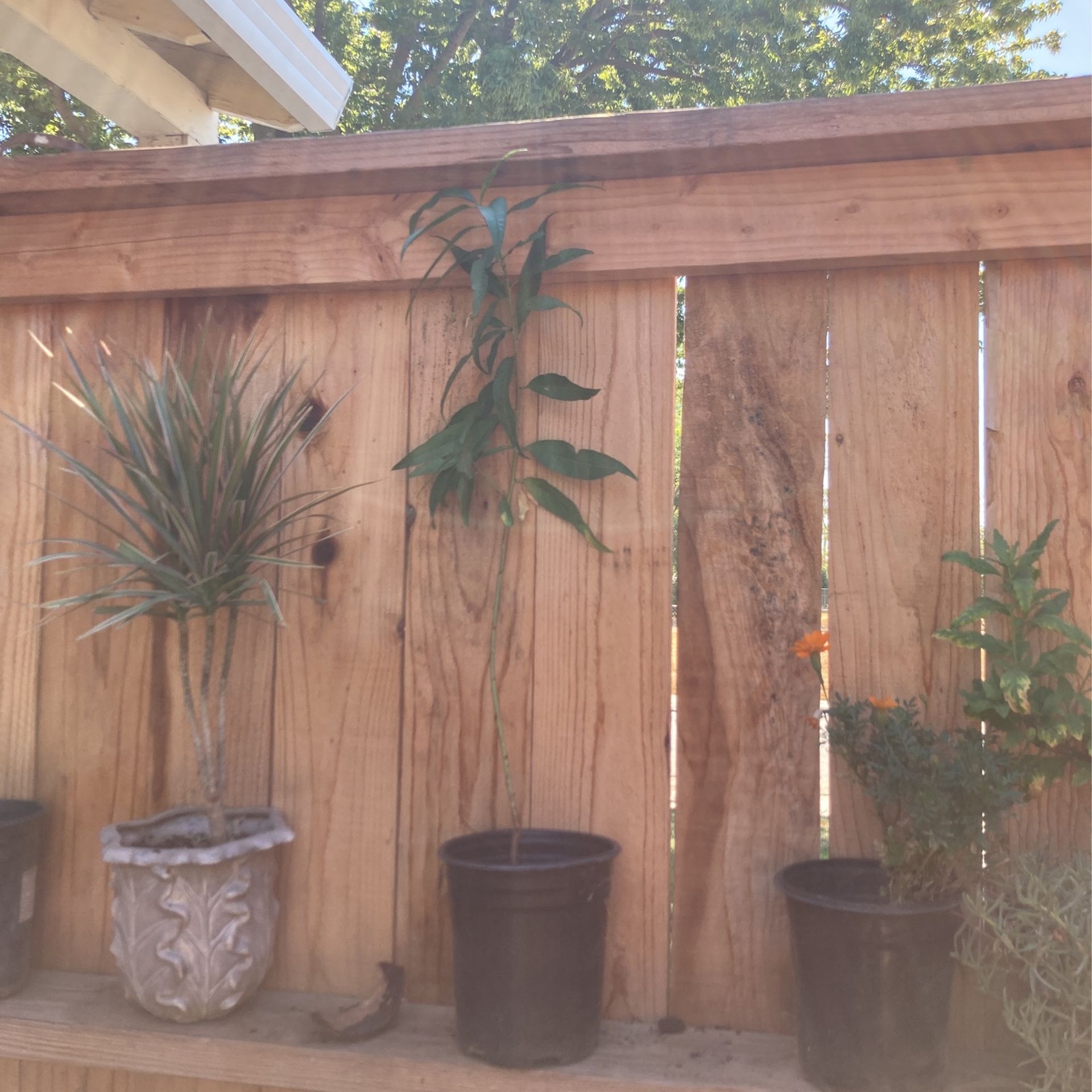 Peach Tree