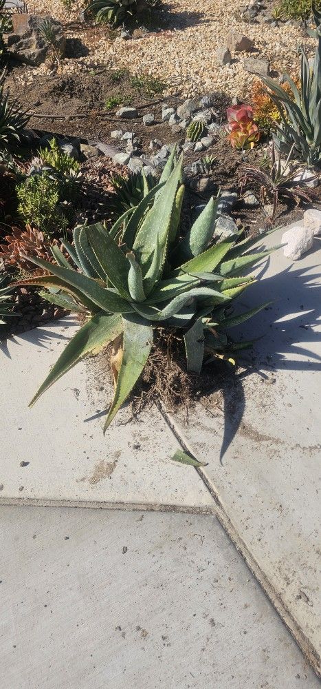 Yucca Plants ,  Agave,  Alvoe PlantsFree