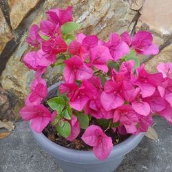 Blooming Bougainvillea Plant In The Pot