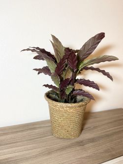 Calathea rufibarba