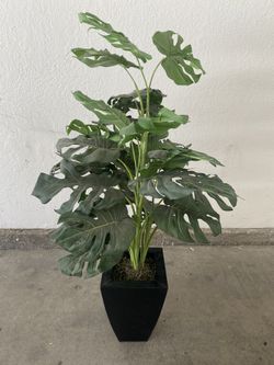 Plant Home decor
