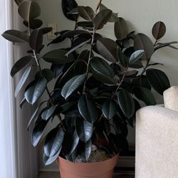 5 Feet Tall Rubber Tree (plant)