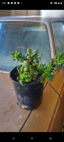 Suculenta de sol 1g
