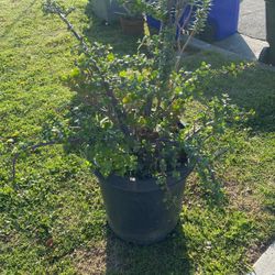 Succulent Plant