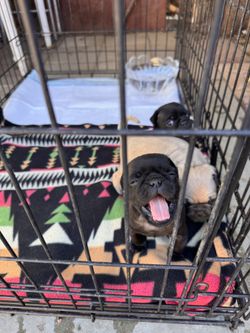Medium Sized Dog Cage / Kennel