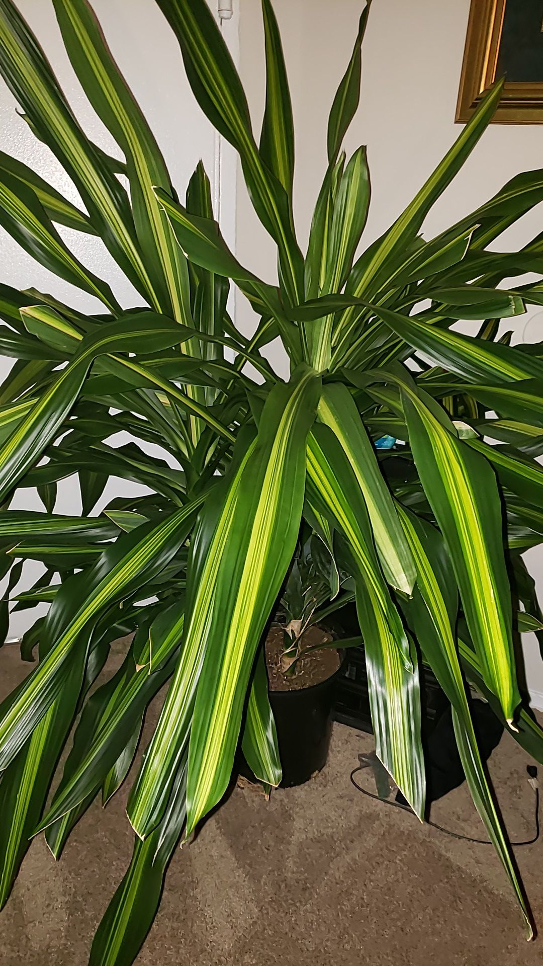 Gigantica plant 14 inch pot