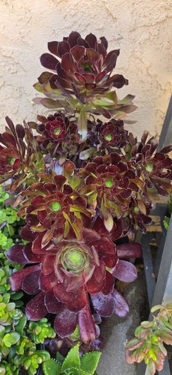 Aeonium succulents