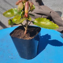 Kalanchoe Pinnata Rare Succulent