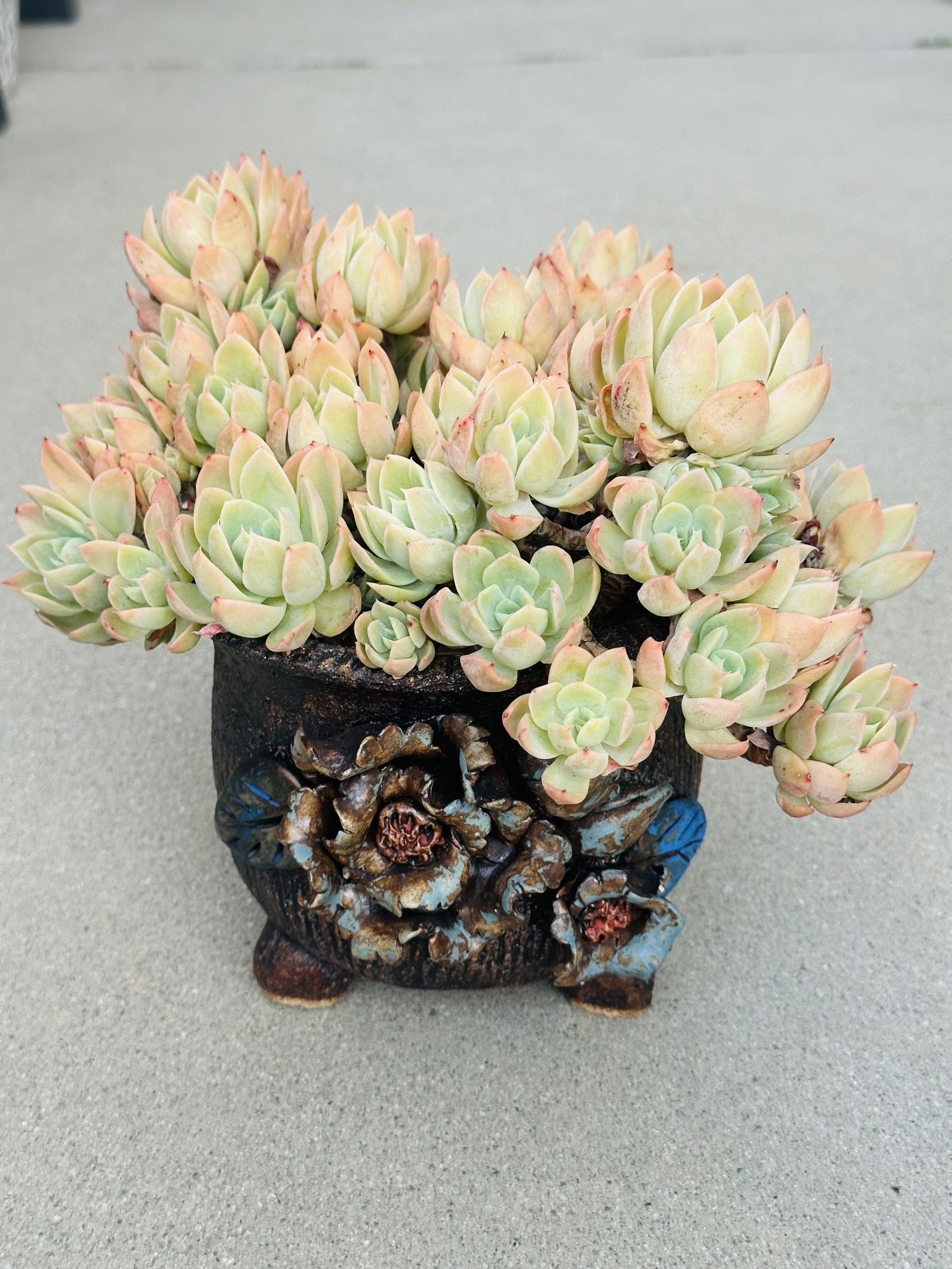 Succulents plants 🪴(Echeveria 'Silk Veil')