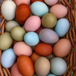Farm Fresh Eggs