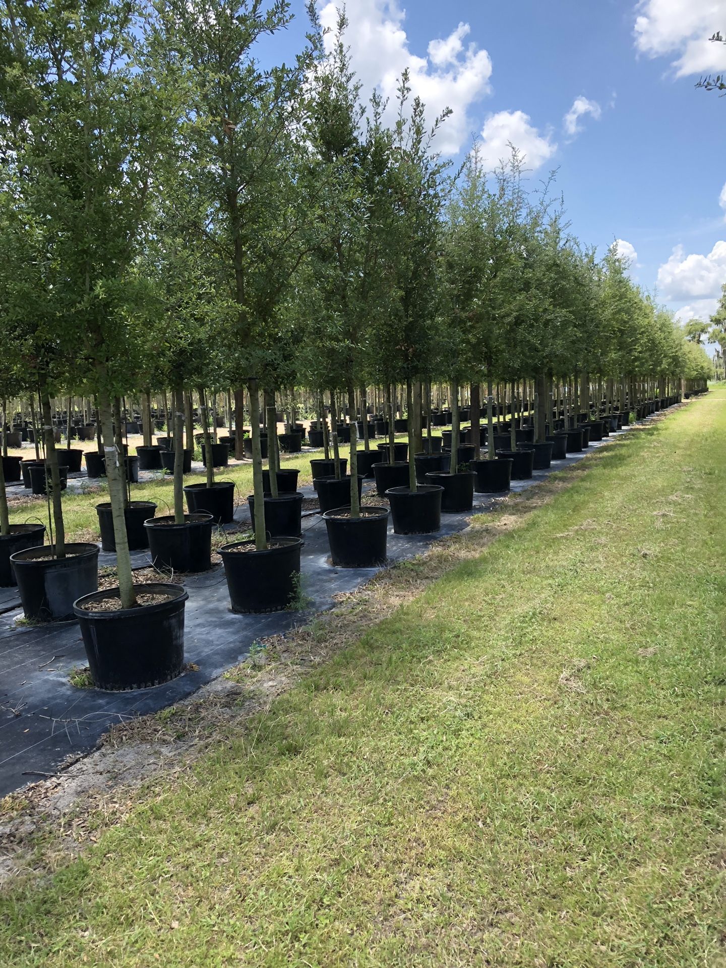 Live Oak Trees 8-10Ft