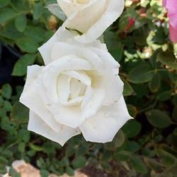 Variedad De Plantas $15dls