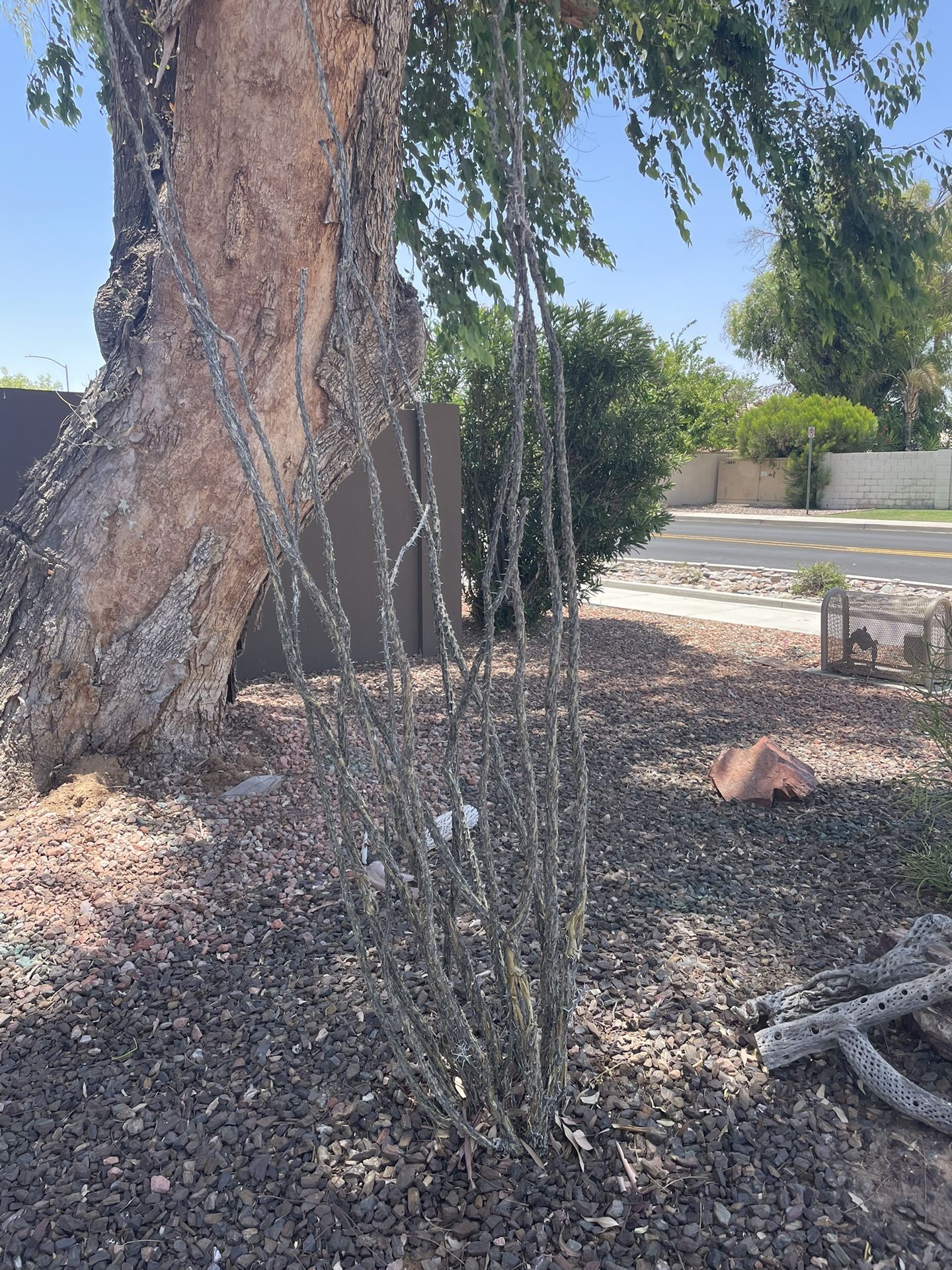 Live Ocotillo Plant