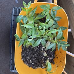Ice cream bean fruit tree/ árbol de guajiniquil