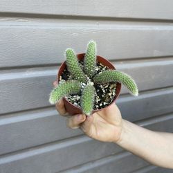 4” monkey tail cactus