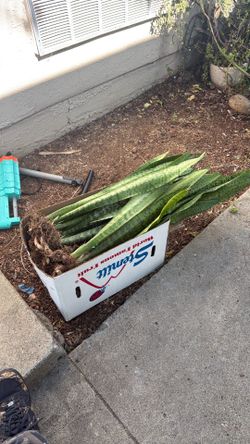 Snake plant