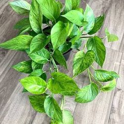 Lush Trailing Jessenia Pothos Money Plant/ House Plant/ Indoor Plant Flower Patio Garden 