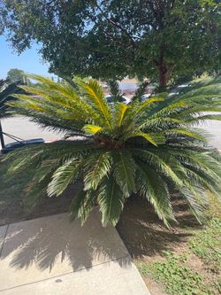 Large Sago Palms