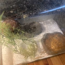 Leachionus Gecko Tank/ Reptile Tank!! $500 Each Obo!! 