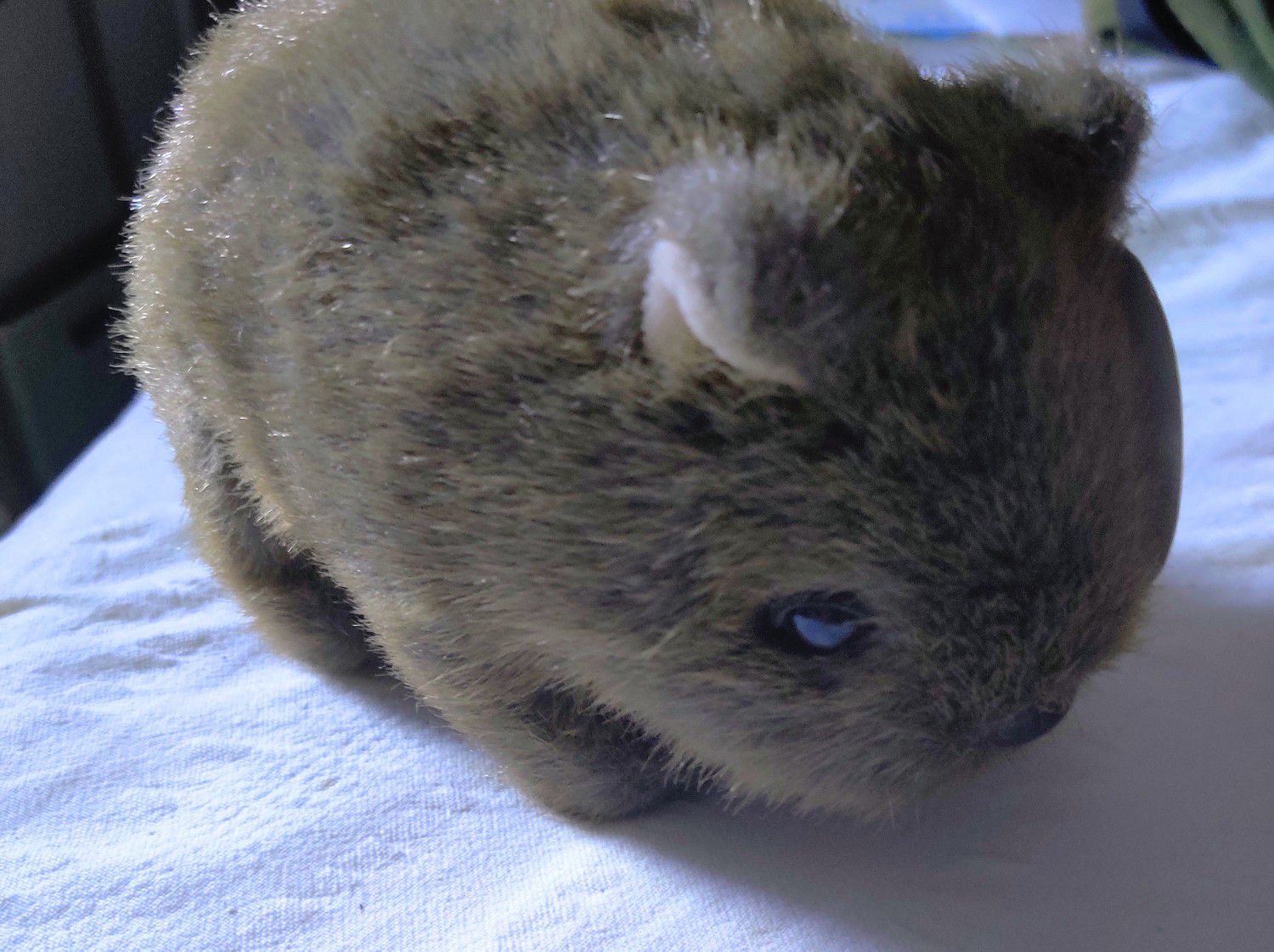 Collectible Aussie Uni-Toys Wombat Plush Toy
