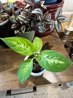Dieffenbachia Cane baby plant