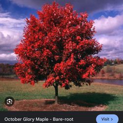 October glory maple tree 