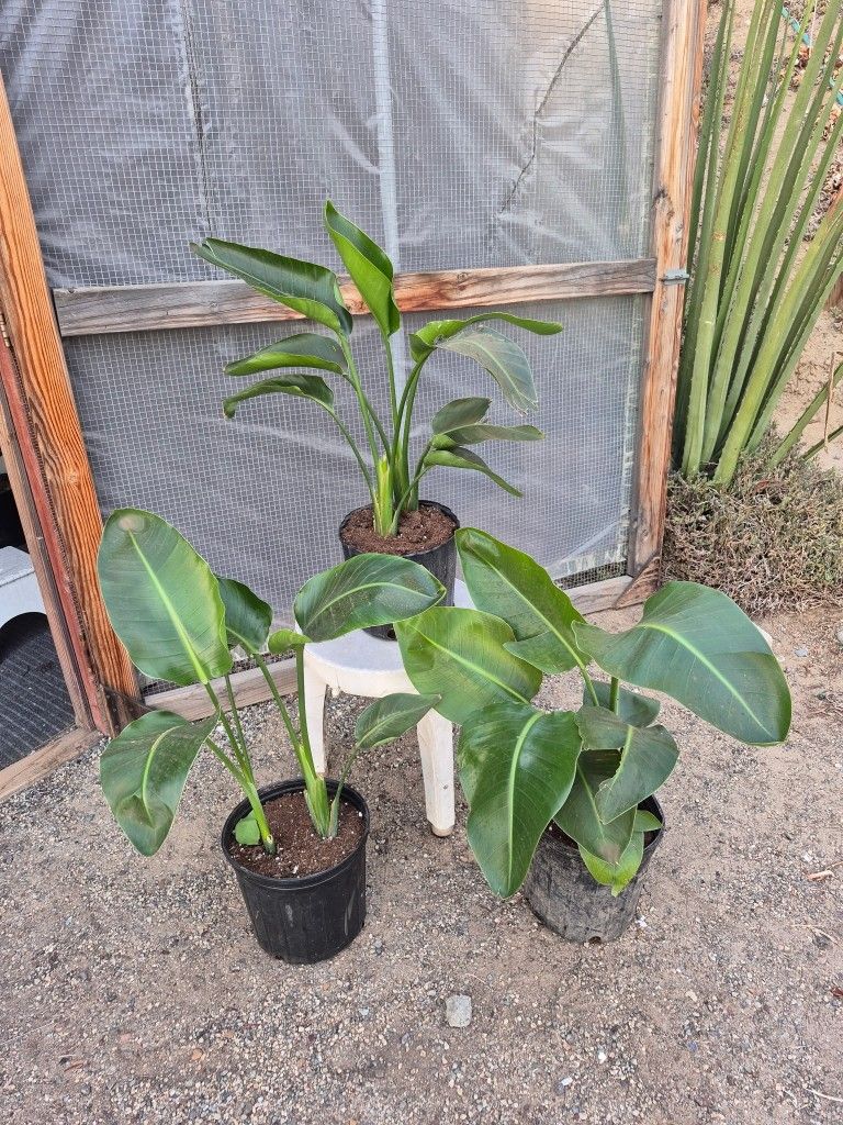 Birds Of Paradise Plants 10" Pot $8 Each
