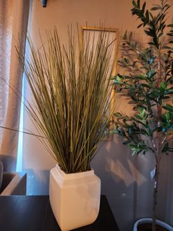 Plant