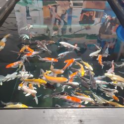 Koi Pond 