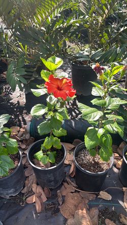 Hibiscus playboy