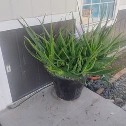 Aloe Plant