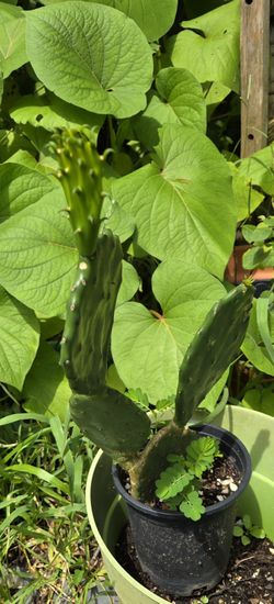 Nopal 