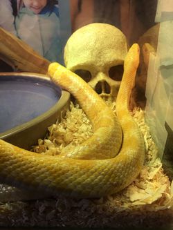 Corn Snake Plus Free Enclosure  Thumbnail