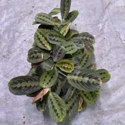 4” maranta red