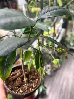 Hoya Multiflora with pedancle