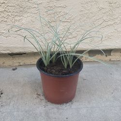 Variegated Society Garlic Tulbaghia Violacea Variegata Plant, 6” Pot, Edible Ornamental, Low Water   