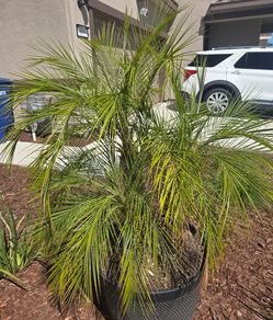 Palms