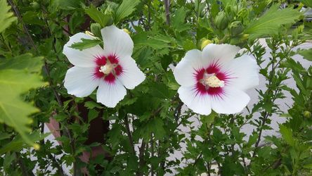 Hibiscus bush seeds (25 seeds).