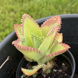 Succulents 