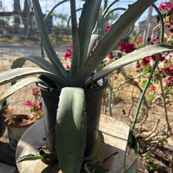 Agave Azul / Blue Agave