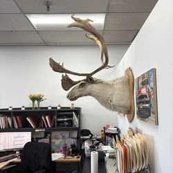 Caribou mount