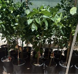 Sweet Oranges 🍊 Trees Navel, Arizona Sweet,Cara Cara Red Navel,Moro Blood Trees 4F The Tall $55 Each Price Firm