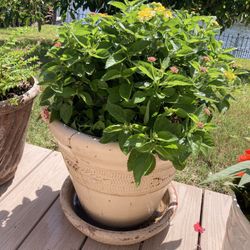 Potted multi-color Lantana