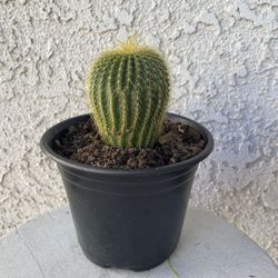 6 Inch Pot Cactus Plant- Parodia Lenninghausii - Golden Ball Cactus - Live Cacti - Rooted & Established - Drought Resistant - 🌵 