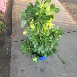 Assorted Plants