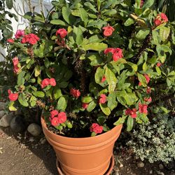 Gigante Corona De Cristo En Maceta grande