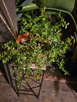 Jade plant with metal stand