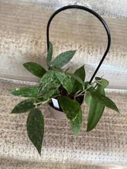 Hoya