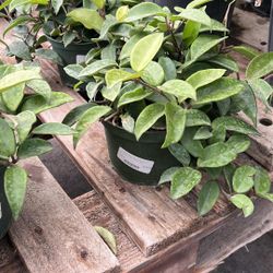 Hoya Carnosa – 1 Gallon Wax Plant – $10